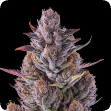 Cherry Guava Fem The Vault Seeds